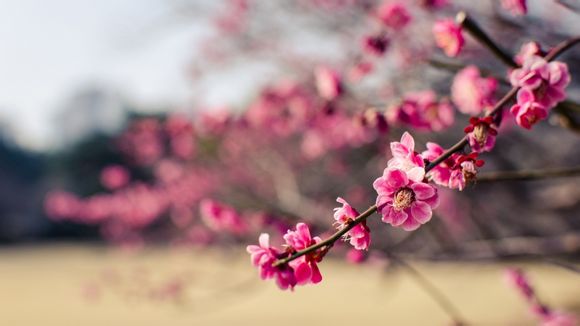 低配电脑生存游戏推荐